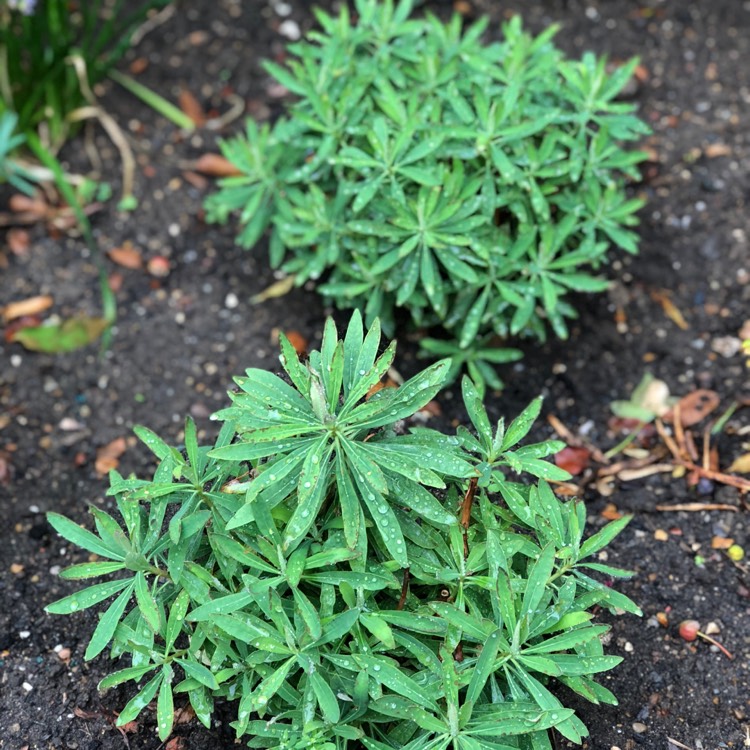 plant image 816928 plant image 816928