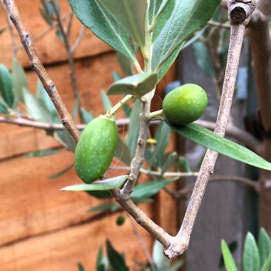 Olea europaea