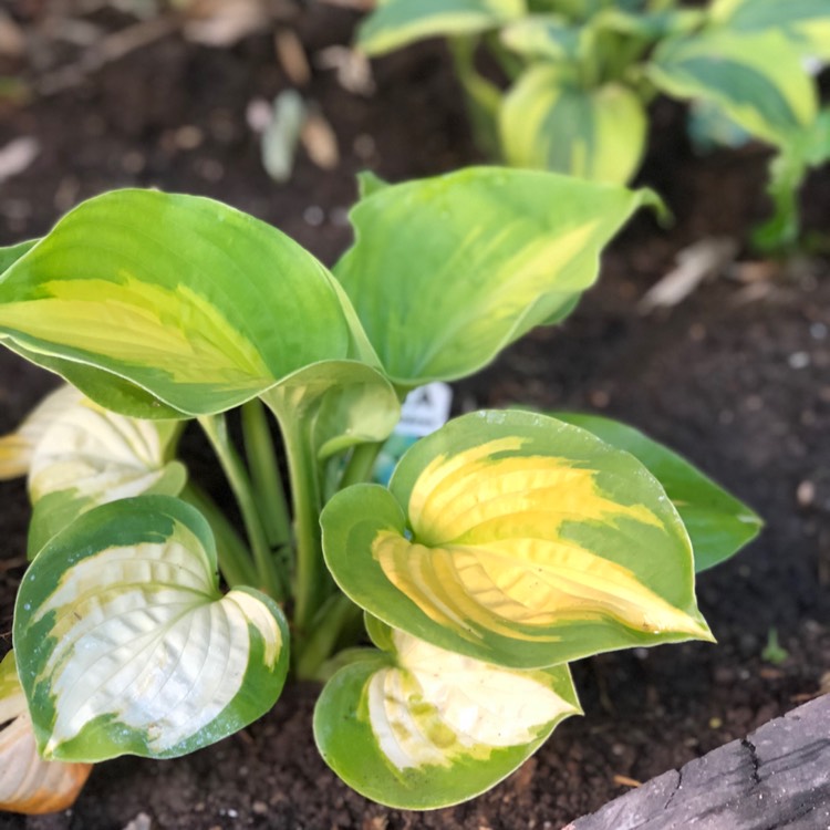 plant image 817886