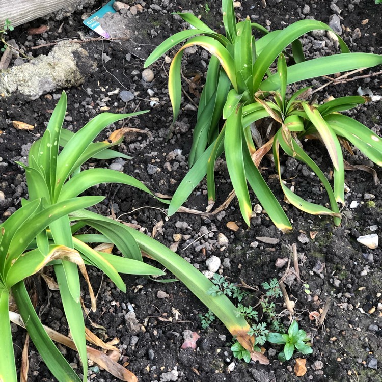 plant image 955667