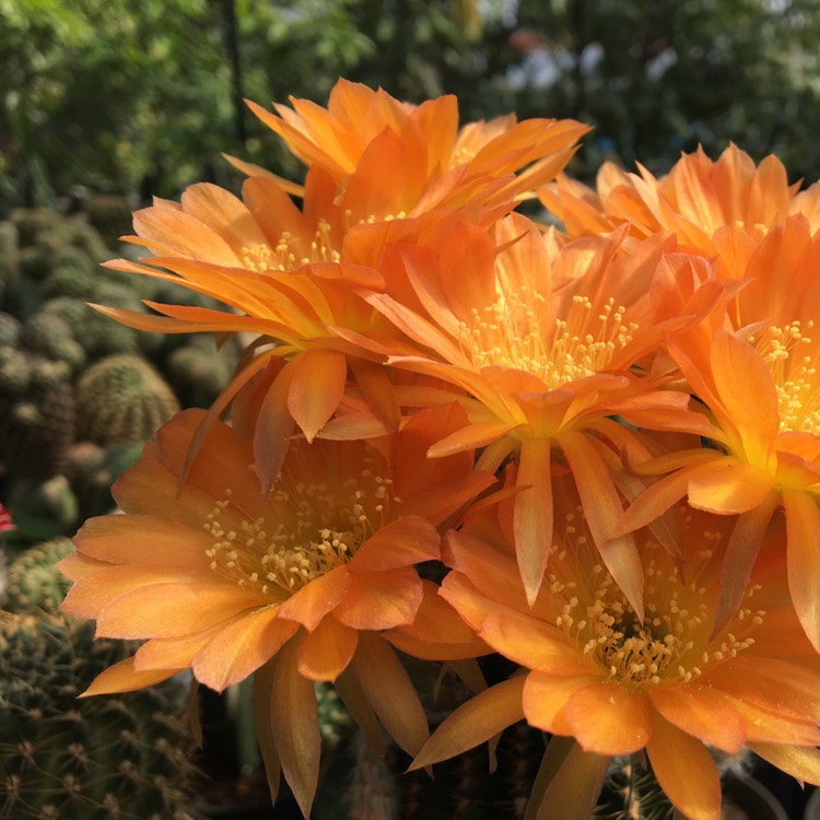 plant image 672896