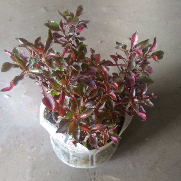 Plant image Alternanthera