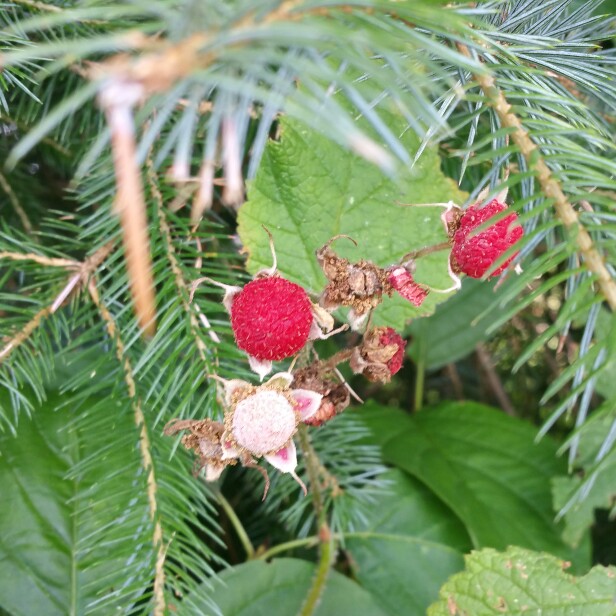 Plant image Rubus parviflorus