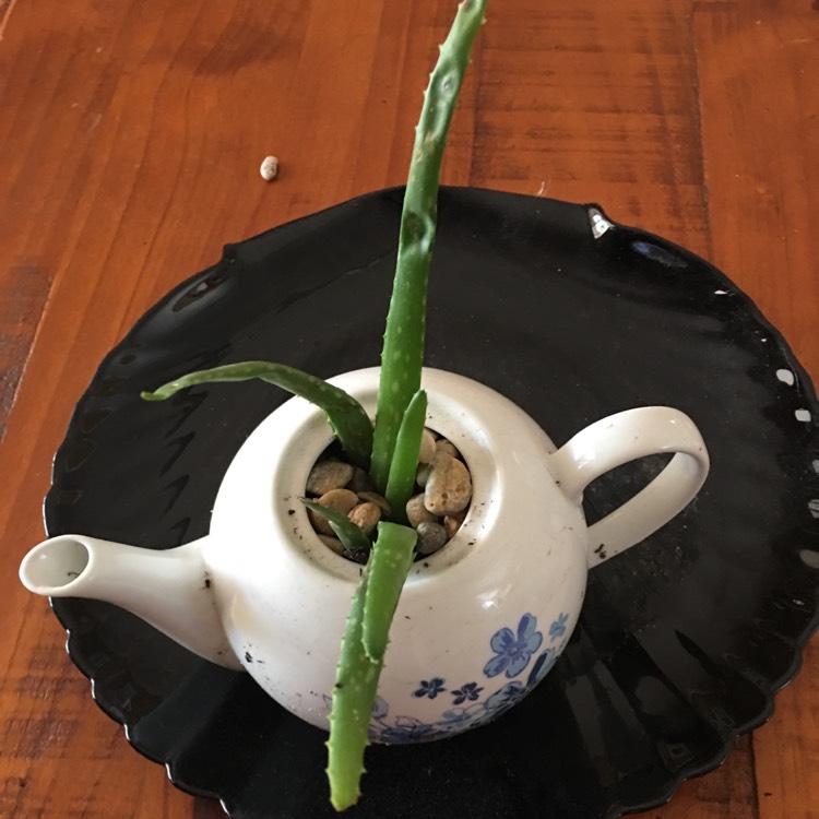 Plant image Aloe ferox