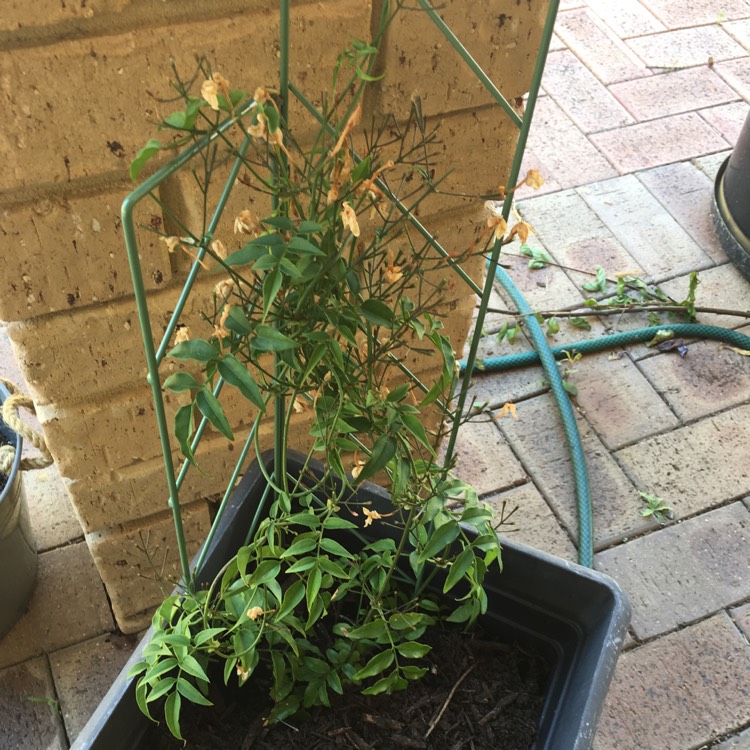 Plant image Jasminum officinale 'Inverleith'