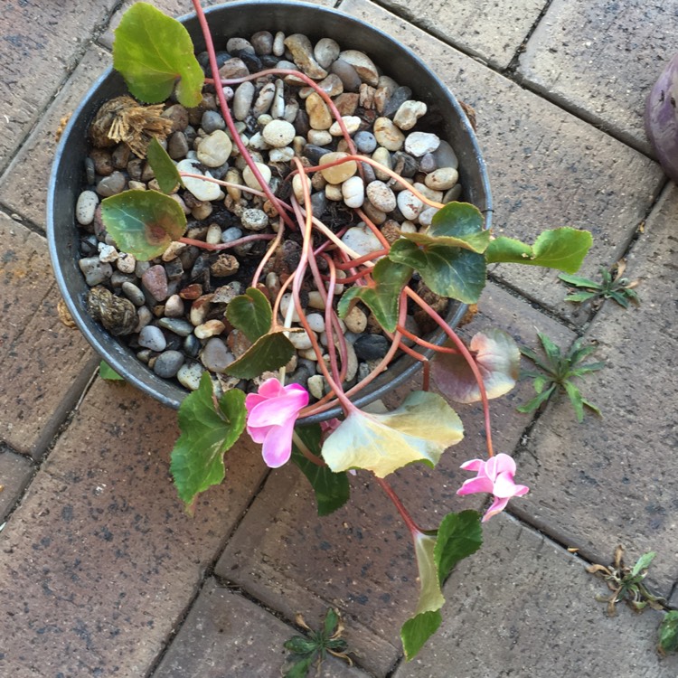 plant image 887062 plant image 887062
