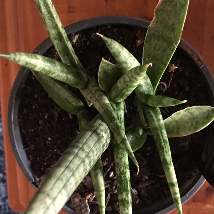 Plant image Sansevieria suffruticosa