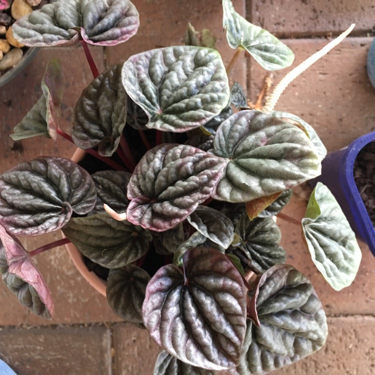 plant image 901646