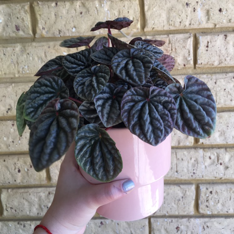 plant image 921249