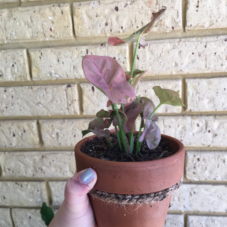 Plant image Syngonium 'Strawberry'