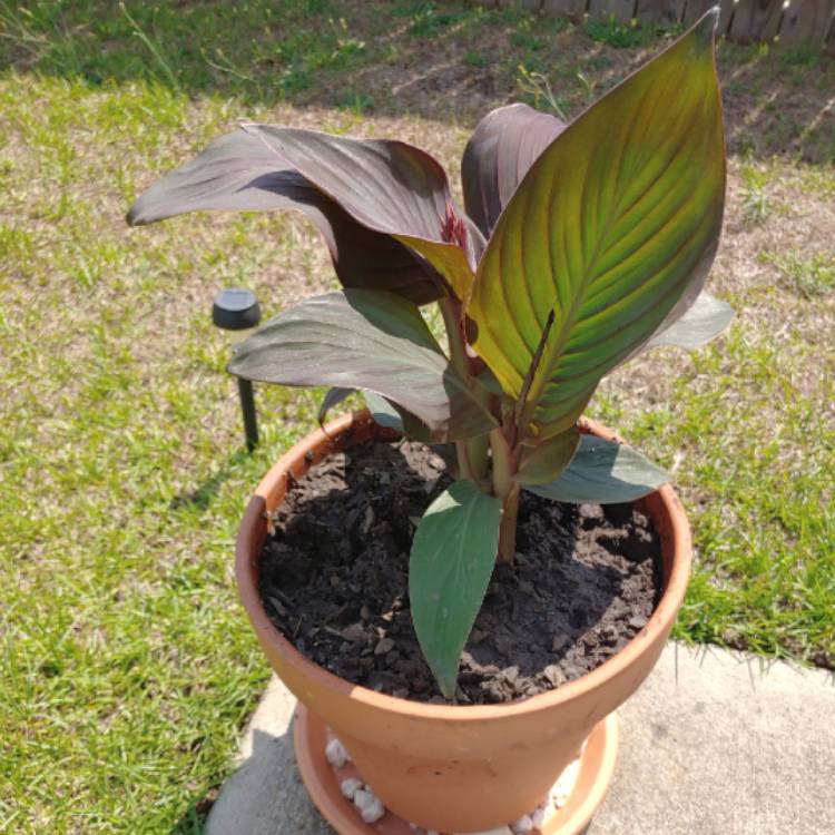 plant image 1082234