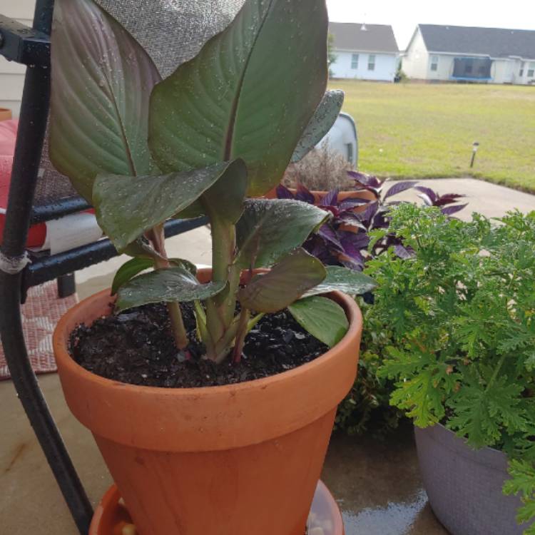 plant image 1085807
