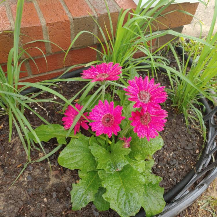 plant image 1085812 plant image 1085812