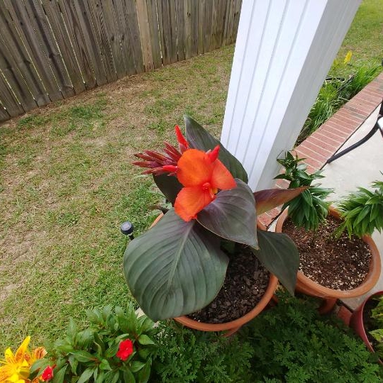 plant image 1090402