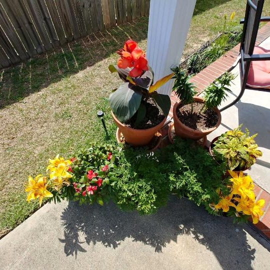 plant image 1090882