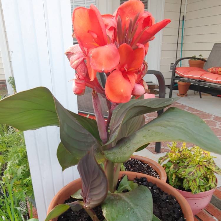 plant image 1093748