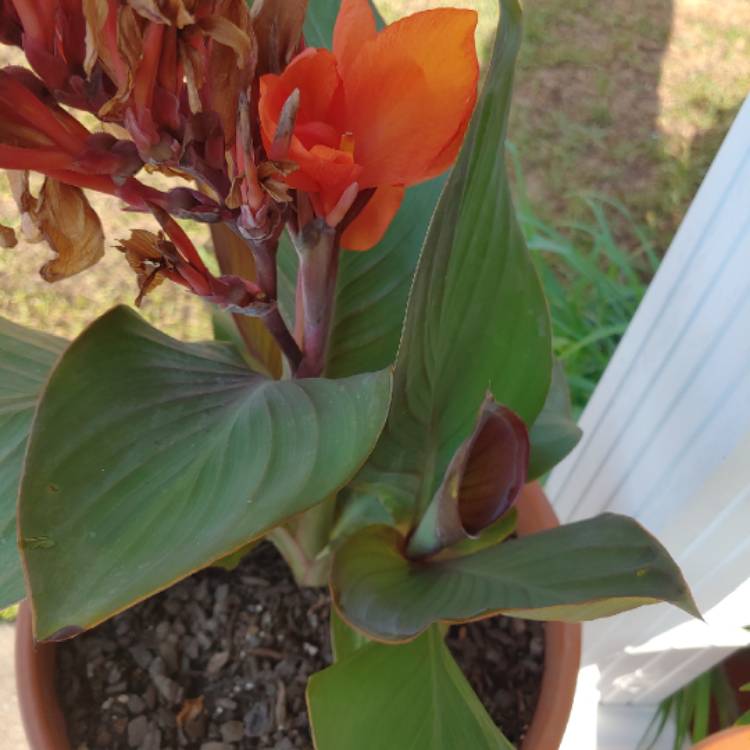 plant image 1101546