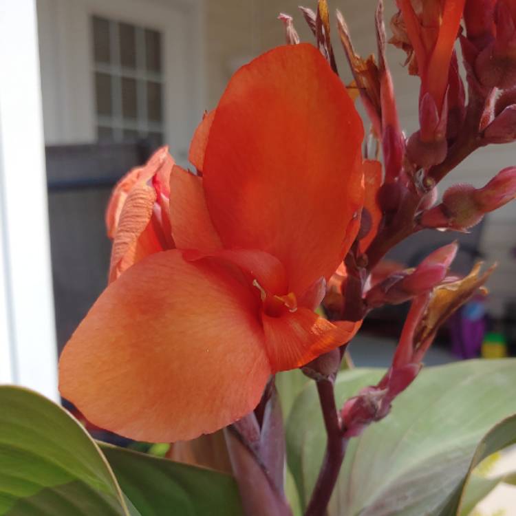 plant image 1101548
