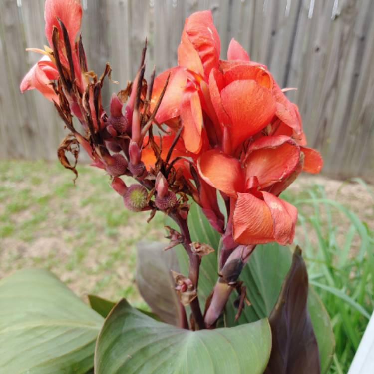 plant image 1108312