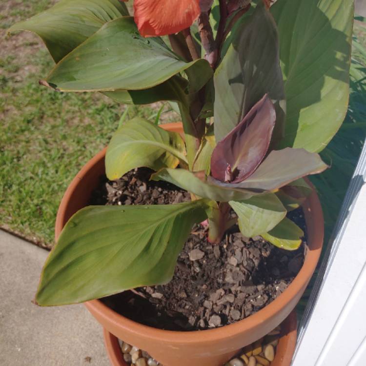 plant image 1121183