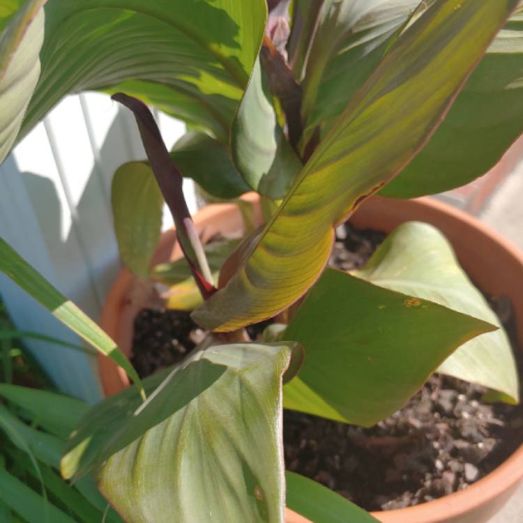 plant image 1121188