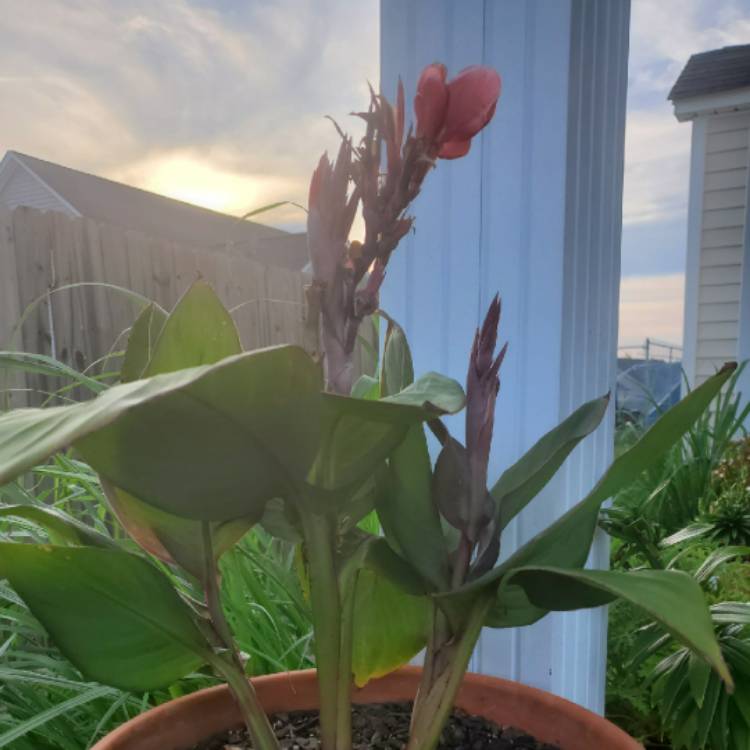 plant image 1128507