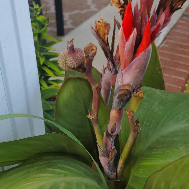 plant image 1128527