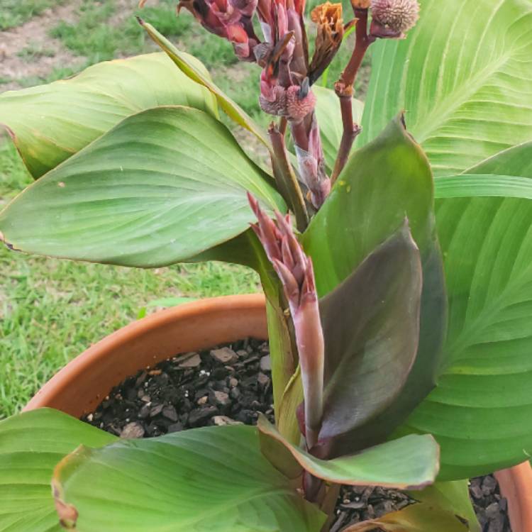 plant image 1128533