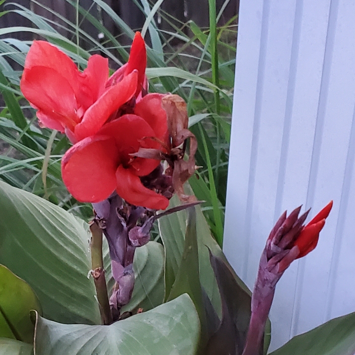plant image 1131481