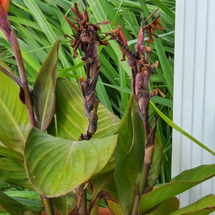 plant image 1147842