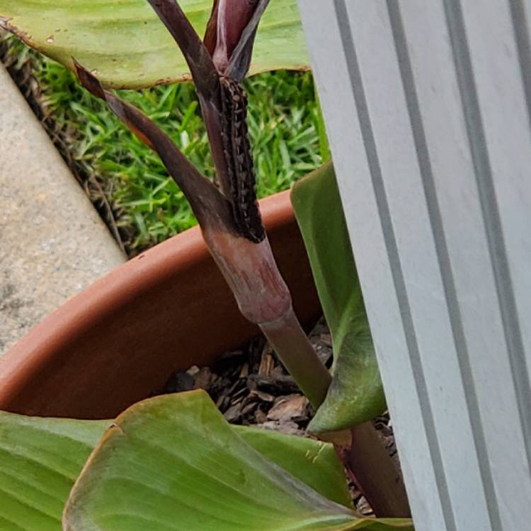 plant image 1147849