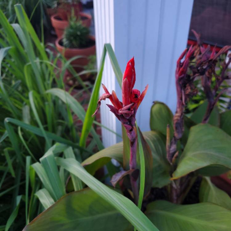 plant image 1148920