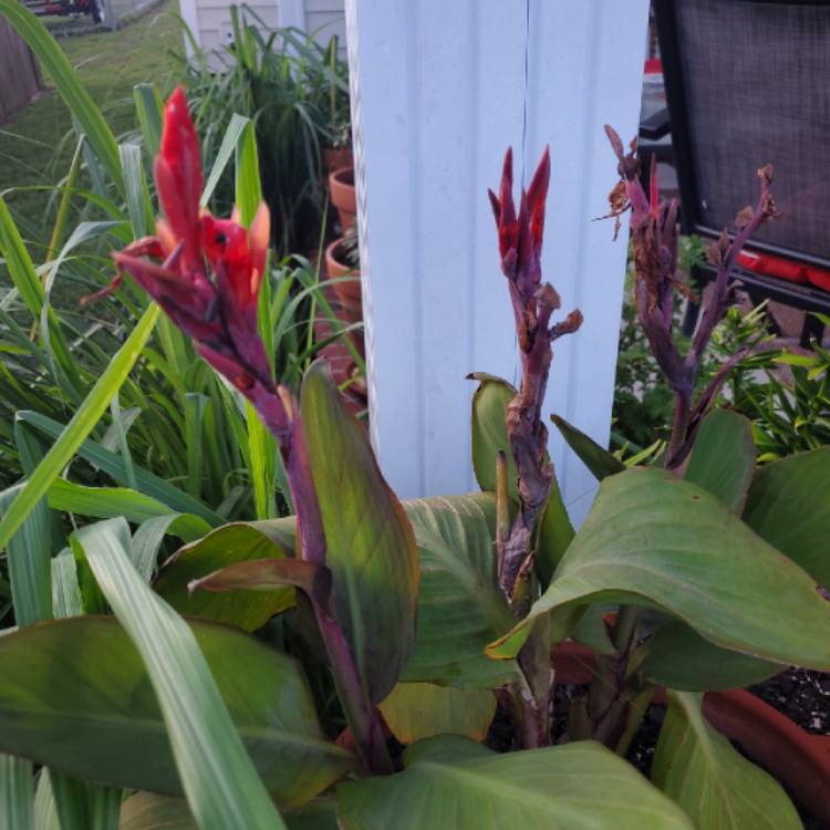 plant image 1148926