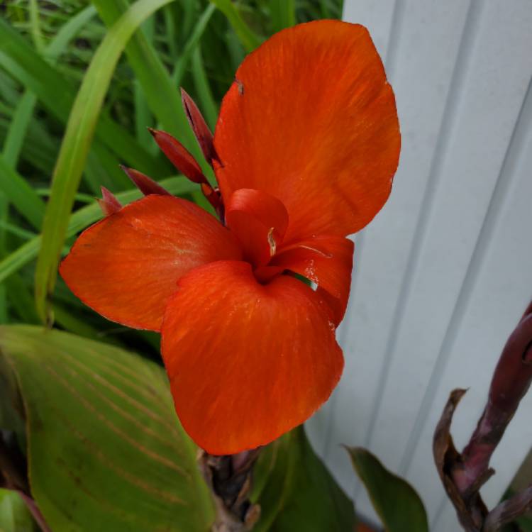 plant image 1152253