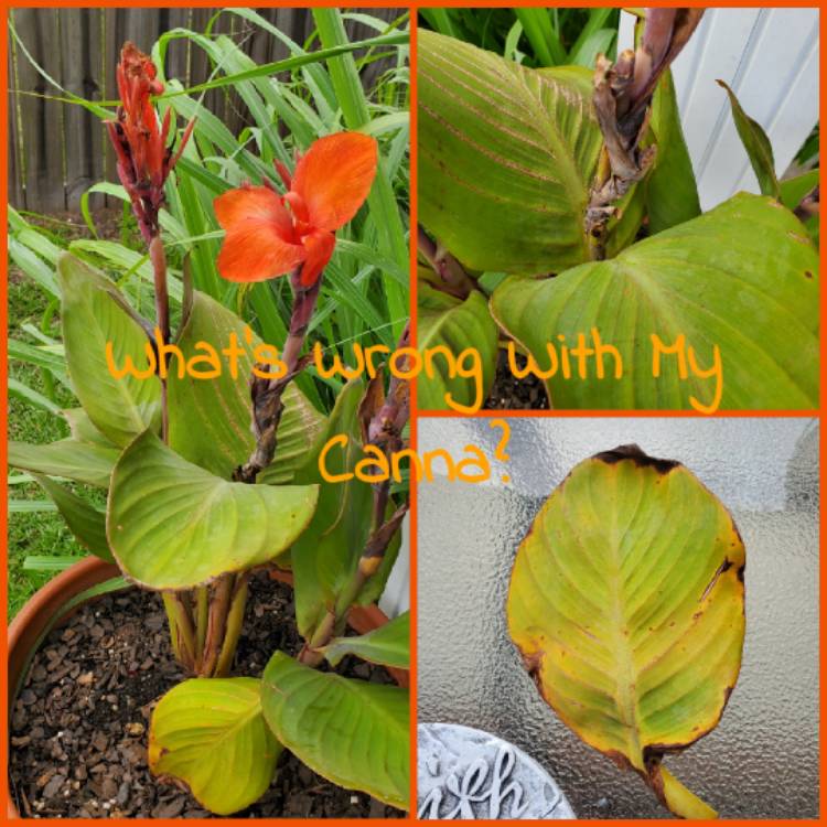 plant image 1152273