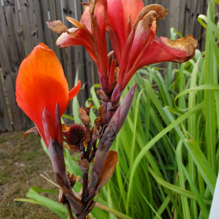 plant image 1180358