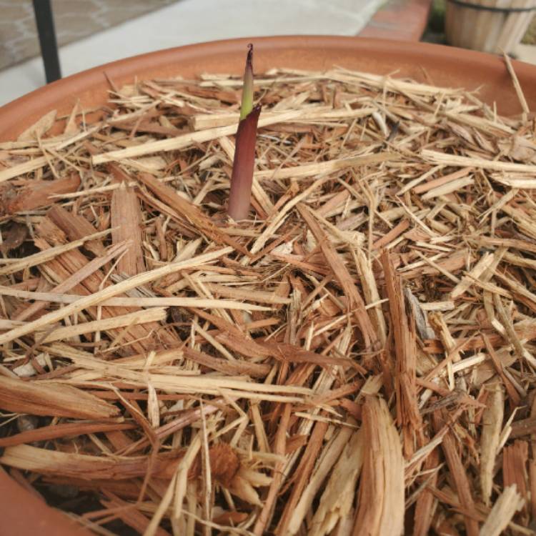 plant image 1220408