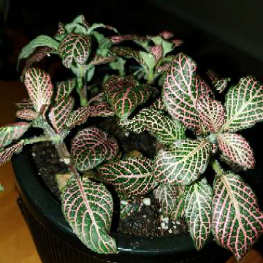 Fittonia argyroneura syn. Fittonia verschaffeltii