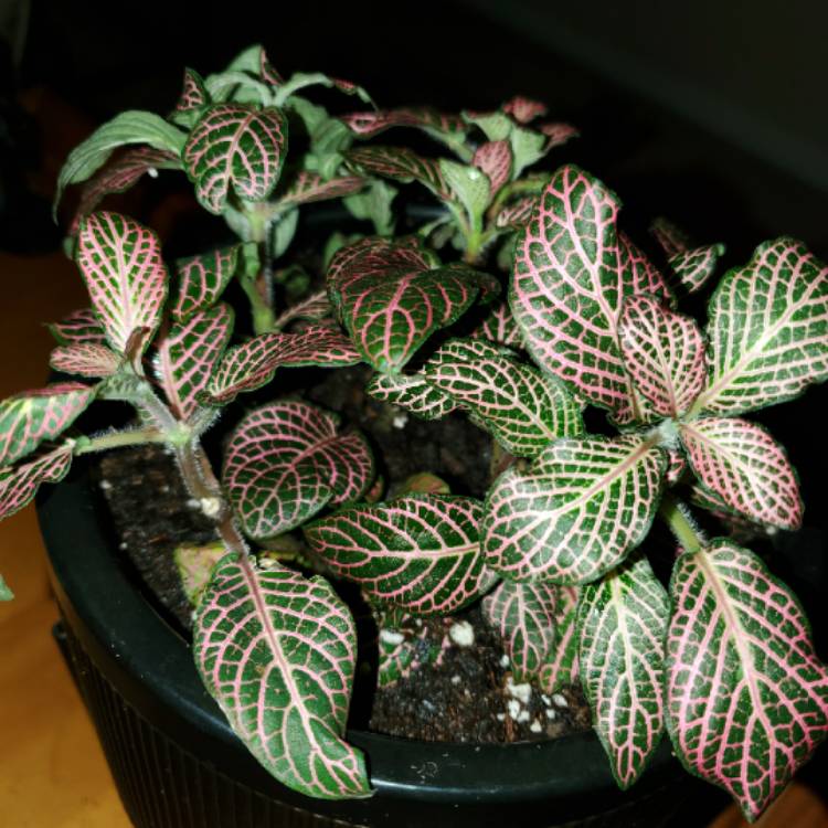 plant image 1224128