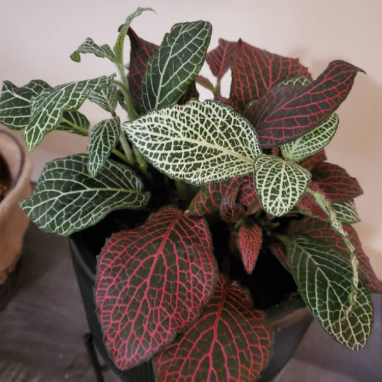 plant image 1224129 plant image 1224129