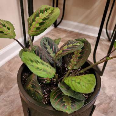 Maranta leuconeura 'Fascinator Tricolour'