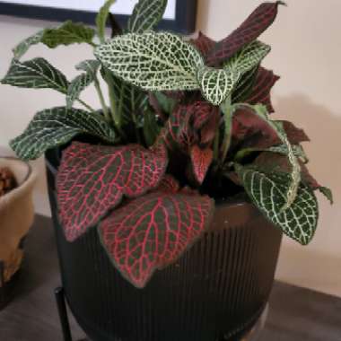 Fittonia argyroneura syn. Fittonia verschaffeltii