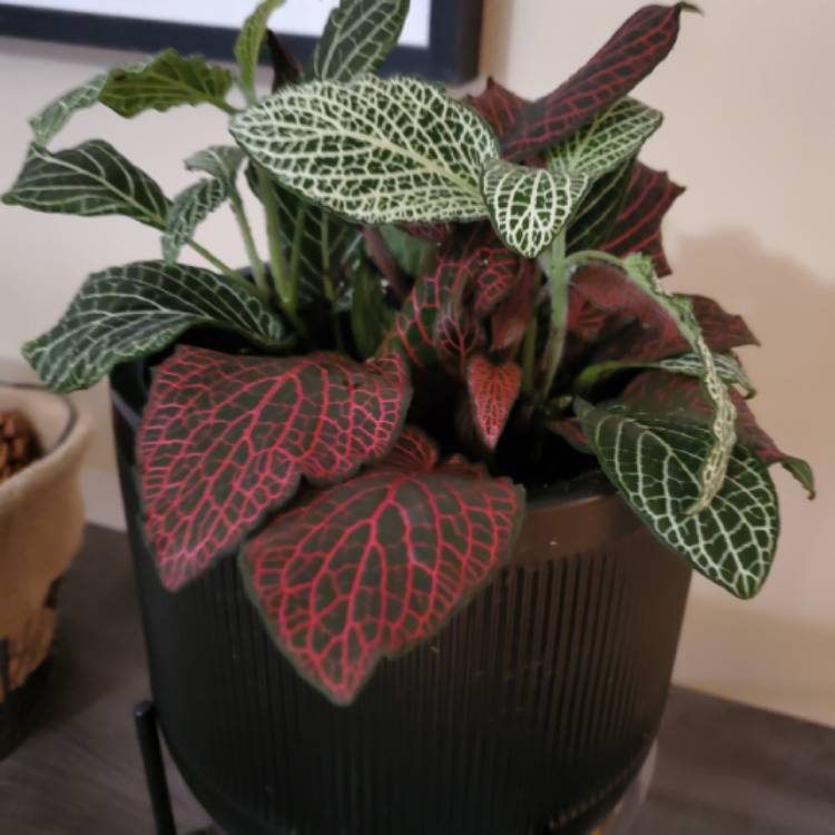 plant image 1224154 plant image 1224154