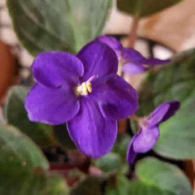 Streptocarpus sect. Saintpaulia  syn. Saintpaulia