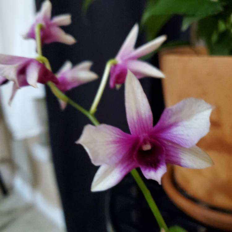 plant image 1226443