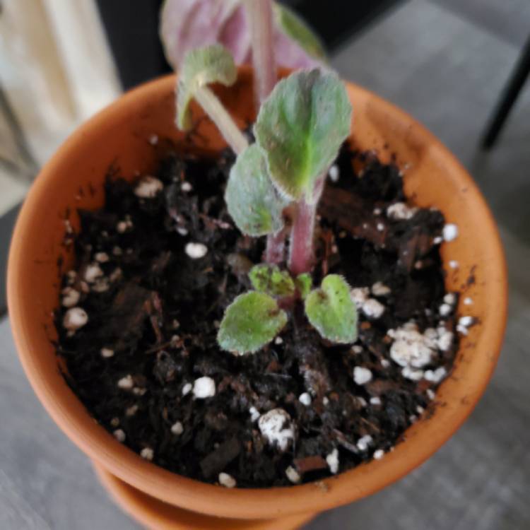 plant image 1226467 plant image 1226467