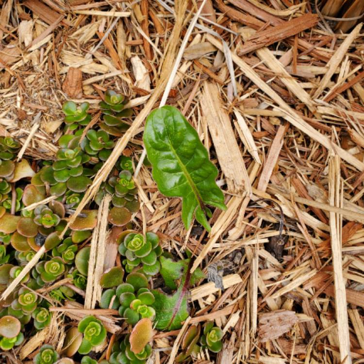plant image 1233738 plant image 1233738