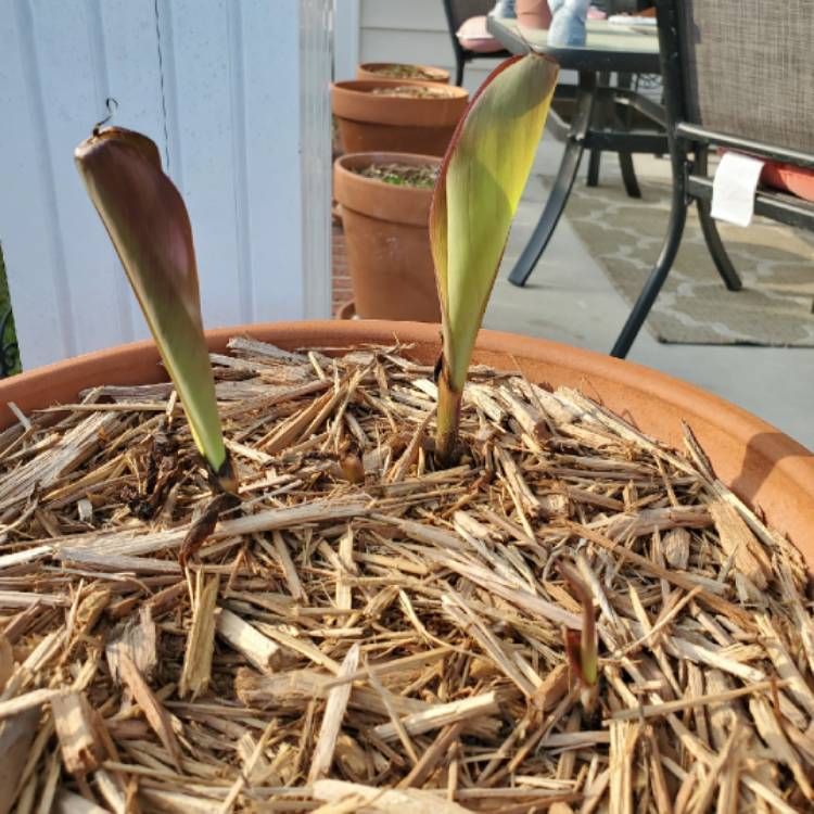 plant image 1249211