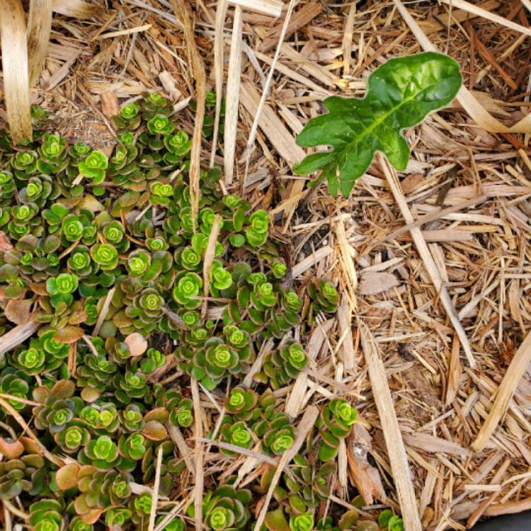 plant image 1249223 plant image 1249223