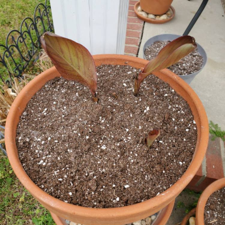 plant image 1251726